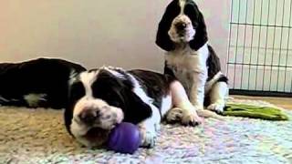 English Springer Spaniel puppies 5 weeks old Litter F [upl. by Acissaj]