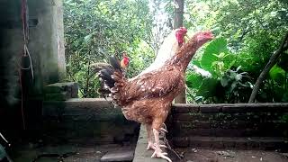 My Home Pet Chickens Clucking [upl. by Imorej]