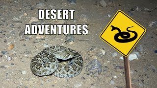 Texas Desert Road Is Home To Many Snakes [upl. by Hadleigh867]