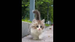 Cat calling mama lost funny funniestvideo cat catlover [upl. by Daniala]