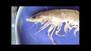 تشريح الجمبري علوم بنهاAnatomy of The prawn Pe [upl. by Nealon]