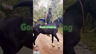 Mount  Horse  Without  Saddle  Rider  Shorts  IA  WhatsApp  Status mounting horse [upl. by Luwana983]