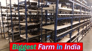 Biggest Mining Farm in India  Harsh Gupta Sachin amp Aditya Bhati  Hindi [upl. by Lux]