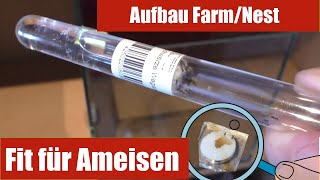 Ameisen halten als Haustier Das perfekte Starter Set Aufbau der ersten Ameisen Farm Lasius niger [upl. by Darelle926]