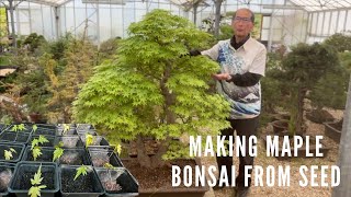 Making Maple Bonsai From Seed [upl. by Tirma618]