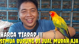 HARGA TIARAP  SEMUA BURUNG DI JUAL HARGA MURAH BIKIN PRAMUKA TAMBAH PANAS [upl. by Erbua]