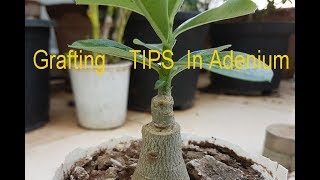 6 easy Tips for successful ADENIUM GRAFTING in 4K [upl. by Asirahc377]