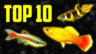 Top 10 Coldwater Fish That Dont Need a Heater [upl. by Norty]