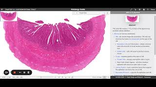 Aula  Histologia do Intestino Delgado  Histology Guide [upl. by Atiniv]