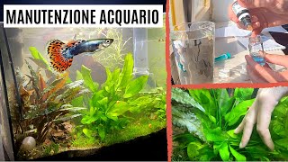 Effettuo la MANUTENZIONE allacquario dei Guppy 🐠 [upl. by Mace132]