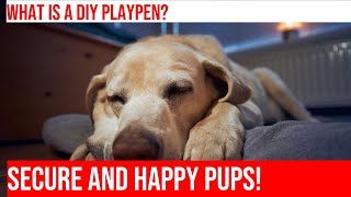 DIY Building a Playpen for Your Golden Retriever Puppy [upl. by Nodarb]