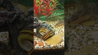 The large snails in my tank were mating snails akvaryum fishtank shorts [upl. by Eiramannod258]