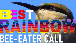 Rainbow BeeEater Call Best Rainbow BeeEater Compilation Birding in Australia [upl. by Alemat]