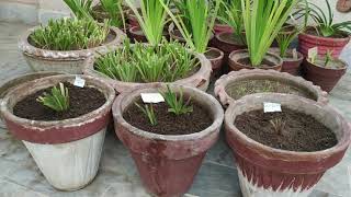 How to Grow Colored Tuberoses Bulbs  Tuberose Winter Care  Rajnigandha  Polianthes Tuberosa [upl. by Atiuqahs713]