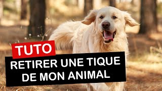 Comment retirer une tique de votre chien chat ou sur vous [upl. by Assirram]