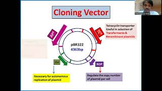 pBR322 Plasmid Cloning Vector Ampicillin amp tetracycline resistance  Dr K PREM  PRIMER [upl. by Erodisi]