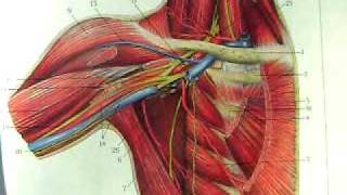 quotAnatomy and Physiologyquot The Joints of the Body The Shoulder [upl. by Karolyn251]