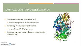 Transcriptie translatie en eiwitsynthese van RNA naar eiwit HAVO [upl. by Margaretha]