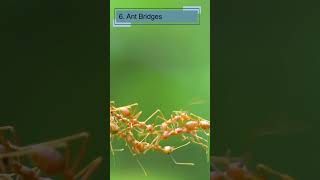 10 Fascinating ant Facts for Kids  Fun and Educational Discover the World of Ants ants antsfacts [upl. by Aihseket234]