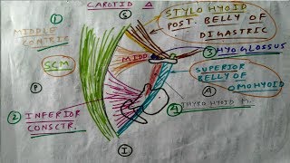 Carotid triangle of Neck 24  Boundary Diagram  TCML [upl. by Etnelav361]