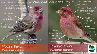 ID Tips Purple Finch vs House Finch [upl. by Nellak]