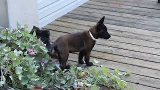 Belgian Malinois Puppies for Sale [upl. by Akcire]