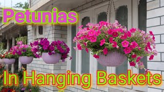 How to grow Petunias in hanging baskets [upl. by Anirret641]