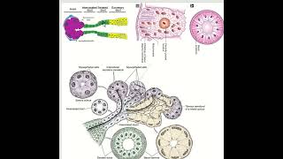 Salivary gland I Serous vs Mucous acini and duct [upl. by Raine811]