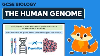 Studying the Human Genome  GCSE Biology [upl. by Ecinaj10]