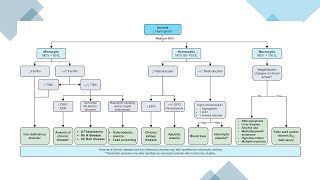 Differential diagnosis of Anemia [upl. by Dave]