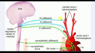 Physiology  1  BARORECEPTOR REFLEX [upl. by Ytissac]