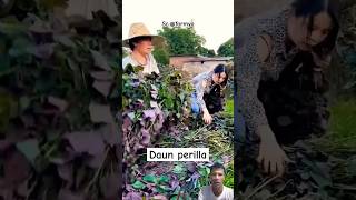 Daun perilla agriculture harvesting farm sieadie [upl. by Domingo]