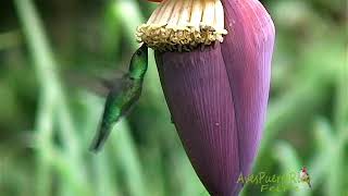 COLIBRÍES en FLORES  HUMMINGBIRDS AND FLOWERS  Puerto Rico [upl. by Llevart]