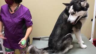 How to brush a husky deshed Tips [upl. by Noired675]