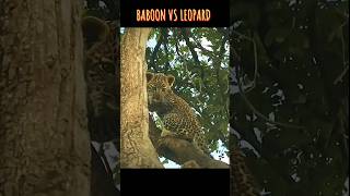 Baboon VS Leopard [upl. by Cindee]