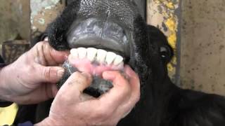 Estimating Cattle Age by Dentition [upl. by Anialed]