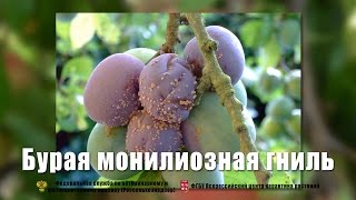 Бурая монилиозная гниль Monilinia fructicola Winter Honey [upl. by Hampton448]