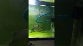 mangrove Jack vs barramundi fresh water  aquarium air tawar [upl. by Nnaeerb]