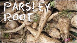 What is Parsley Root  How to Make Parsley Root Chips Recipe [upl. by Avaria]