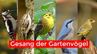 10 Gartenvögel und ihr Gesang  Vogelstimmen lernen Teil 2 [upl. by Glanti]