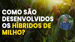 VOCÊ SABE COMO SÃO DESENVOLVIDOS OS HÍBRIDOS DE MILHO [upl. by Ardnoed467]