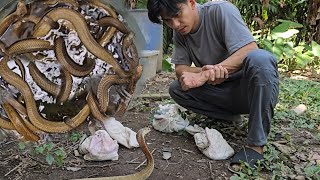 ISANG DRUM NA PUNO NG COBRA NAKAGAT SI COBRA PRINCE [upl. by Ynatsyd]