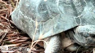 Testuggine marginata Testudo marginata  Marginated Tortoise or Margined Tortoise [upl. by Akehsat122]