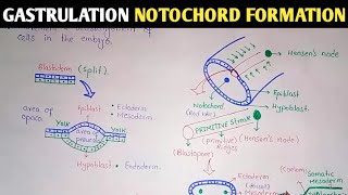 Gastrulation  Notochord And Mesoderm Formation  UrduHindi [upl. by Salamone]