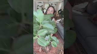 Ficus Plant Varieties You Need   Plant Care Tips [upl. by Hrutkay]