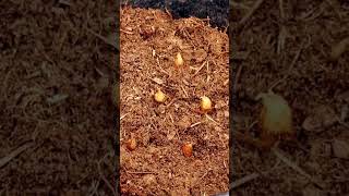 how to grow freesia bulbs in pot freesia planting guide planting freesia in pot freesia flower [upl. by Lonee287]