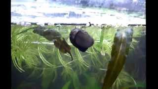 Neritina Natalensis sp  Zebra Nerite Snail [upl. by Odetta]