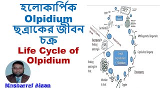 মাইকোলজি লেকচার হলোকার্পিক Olpidium ছত্রাকের জীবন চক্র Life Cycle of Olpidium [upl. by Charo]