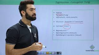 Class 11th – Kingdom Fungi  Zygomycetes Conjugation Fungi  Tutorials Point [upl. by Litnahc]