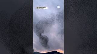 A quotMurmationquot of Starlings Shows Birds Dance [upl. by Siri]